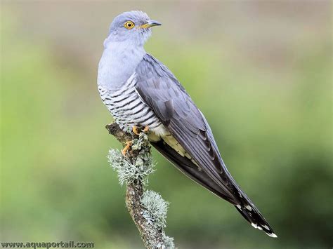 Lpo Occitanie Esp Ces D Oiseaux Observ Es En Ans