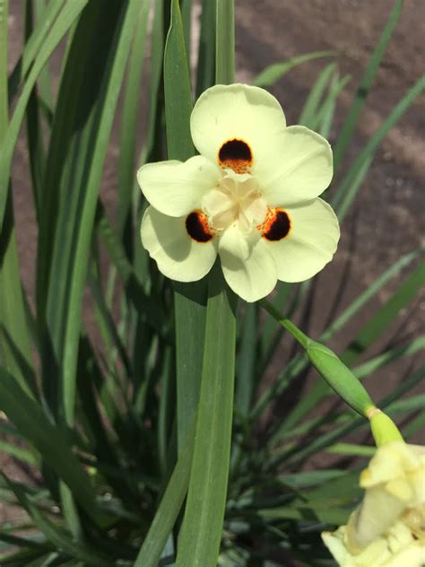 Iris Yellow African Bicolor Wholesale | K and M Nursery | Boynton Beach