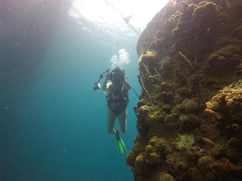 Dive Trip Combi Drop Off And Curtin Artificial Reef Day Trip