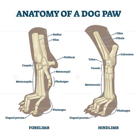 Lista 100 Foto Anatomia Huesos De La Pata Del Perro El último