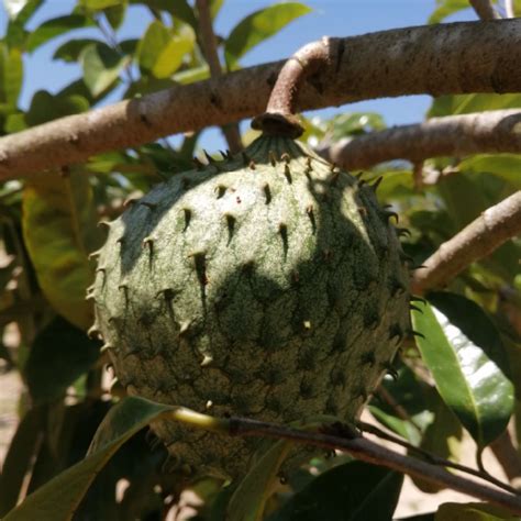 Annona Montana Mountain Soursop Seeds Del Mundo