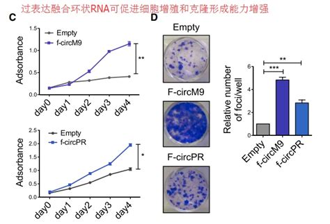 盘点：科研实验中常见7种细胞增殖检测方法 哔哩哔哩