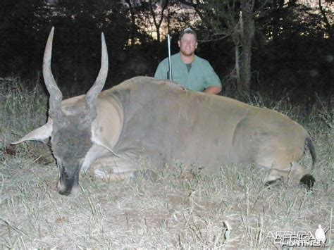 Eland Hunt At Savuli Ranch The Save Zimbabwe