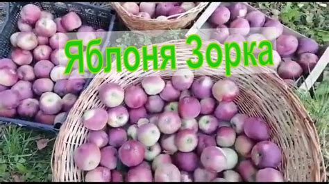 Зимний сорт яблони Зорка - YouTube