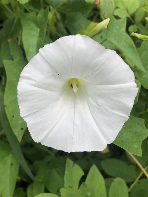 Wisconsin Wildflower Hedge Bindweed Calystegia Sepium