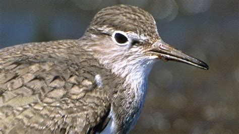 Common Sandpiper | National Geographic