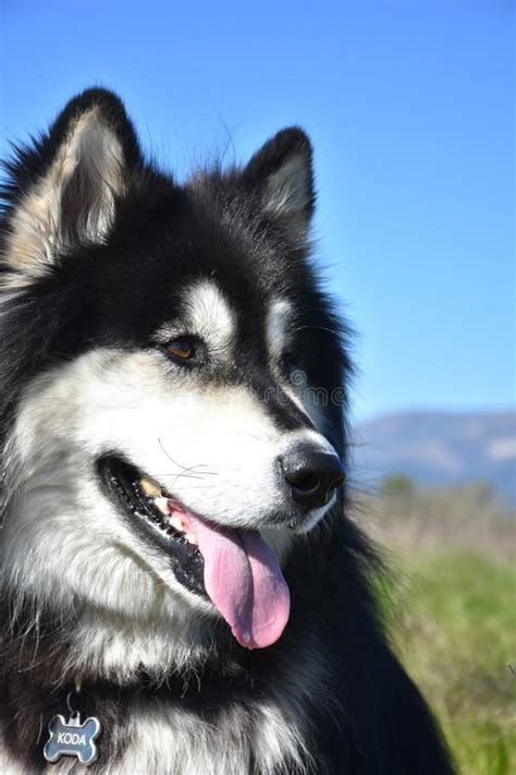 Língua Rosa Pendurada Na Boca De Uma Husky Foto de Stock Imagem de