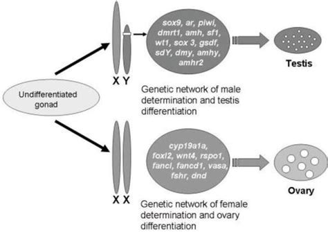 Comparison Of Sex Determination In Vertebrates Nonmammals IntechOpen