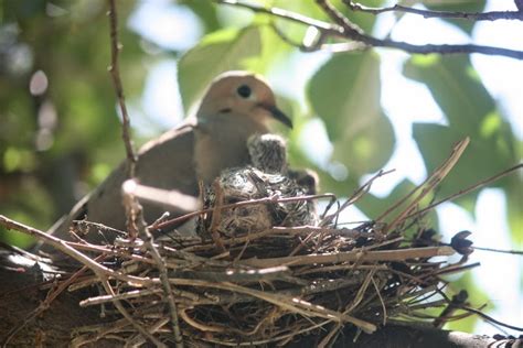 it's how you live: mama bird