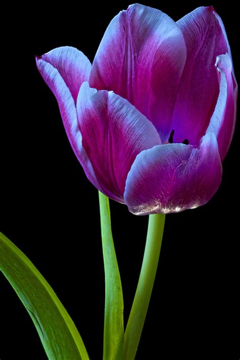 Afbeeldingen Tulpen Bloemen Close Up Zwarte Achtergrond