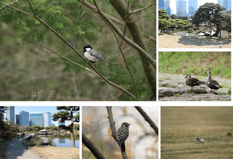 【終了しました】春の野鳥観察会 港区立エコプラザ