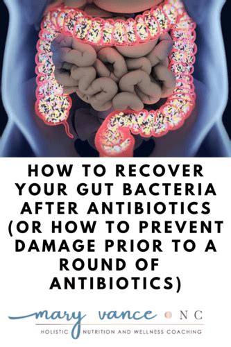 How To Recover Your Gut Bacteria After Antibiotics Mary Vance Nc