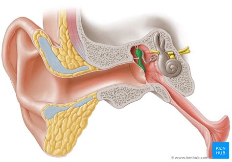 Malleus Incus Stapes : Malleus Incus Stapes S Stream - Incus body ...