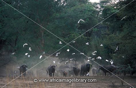 Photos And Pictures Of Herd Of Buffalo Syncerus Caffer With Cattle