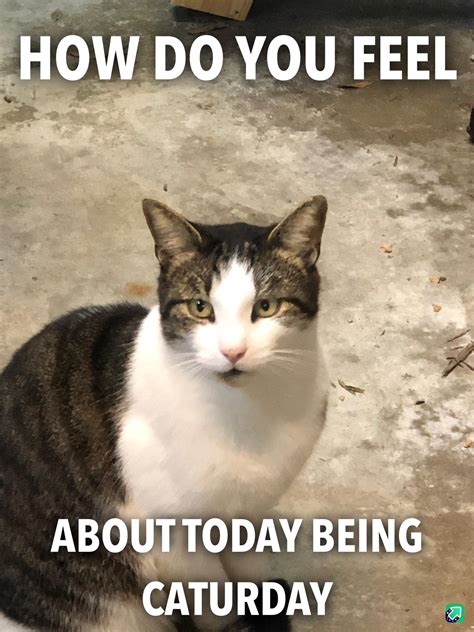 Happy Caturday Cat Memes Caturday Meme