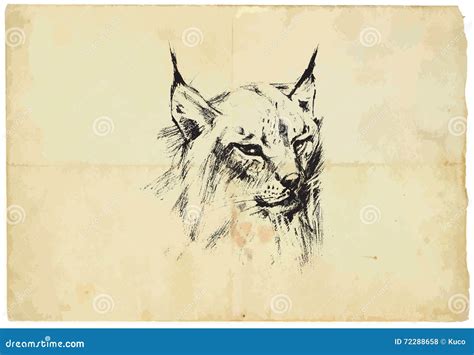 Eurasian Lynx Pencil Drawing To Vector Stock Vector Illustration Of