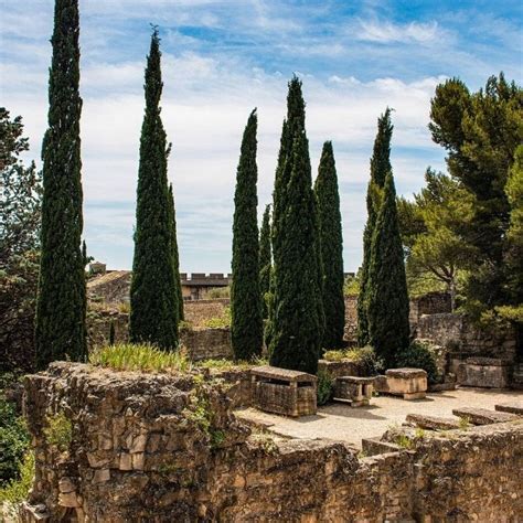 Conseil plantation et cuture du Cyprès de Provence Leaderplant