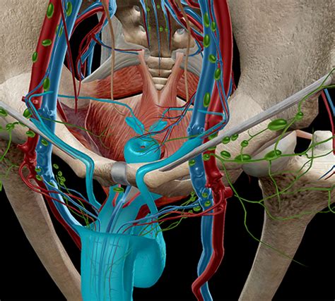 Parts Of Male Reproductive System And Function Reproductive System