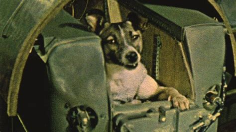 La Perra Laika 65 Años Del Primer Viaje De Un Ser Vivo Al Espacio