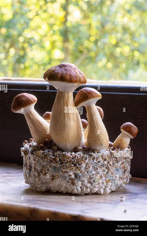 B Strain Of Psilocybin Magic Mushrooms For Healing Of Depression Or