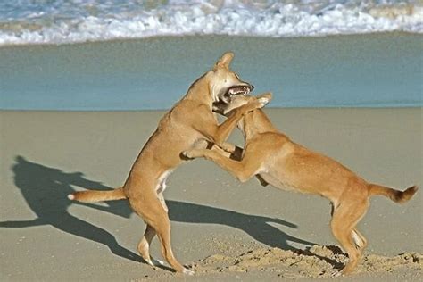 Dingo Two males fighting on the beach Nadgee Nature Reserve