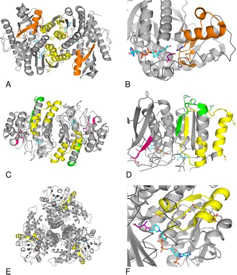 Thiamin And Derivatives Binding Patterns In The D Structures Of The