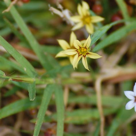 Annual Blue Eyed Grass Quiet Nature