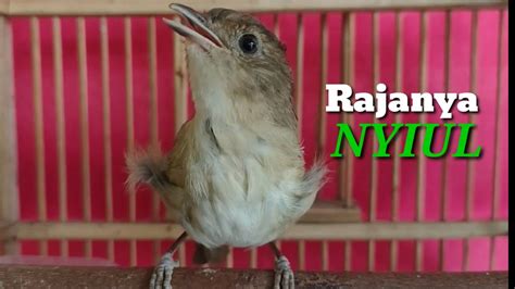 Raja Nyiul Burung Flamboyan Cocok Buat Pancingan Youtube