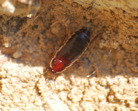 Loboptera Decipiens Loboptera Decipiens Le Loboptère Fuya… Flickr