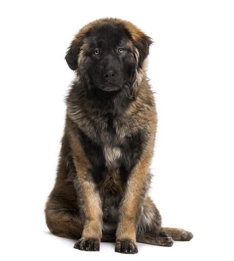 Leonberger Retriever Mix