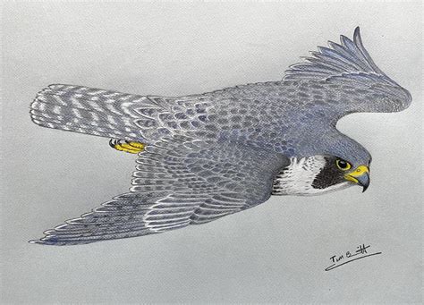 Peregrine Falcon Flying Drawing