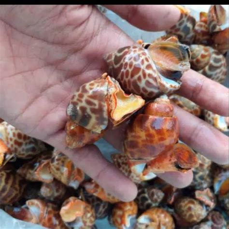 Jual Keong Macan Kerang Macan 500gr 1kg Shopee Indonesia