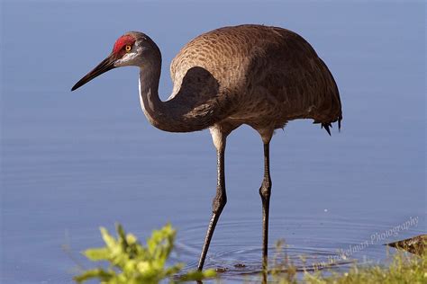 Ann Brokelman Photography: Sandhill Cranes in Florida 2014