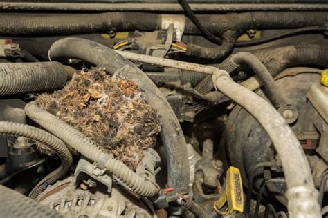 How To Get Mice Out Of Car Exterminator Peterborough