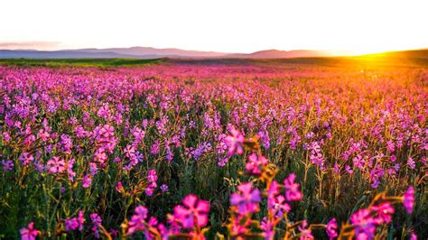 Flower Field Wallpapers - Top Free Flower Field Backgrounds - WallpaperAccess