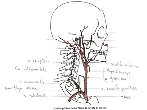 Cours de Médecine Anatomie PCEM1 Ostéopathie Vascularisation