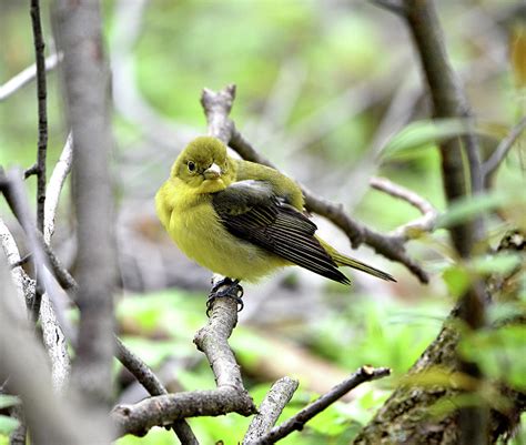 Female Scarlet Tanager Photograph by Cheryl Rutherford