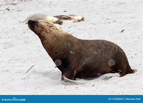 A Adult Male Sea Lion With Yellowish Mane In Seal Bay South Australia