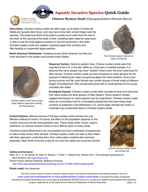 Aquatic Invasive Species Quick Guide Chinese Mystery Snail