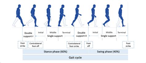 Functional Phases Of A Normal Gait Cycle According To 50