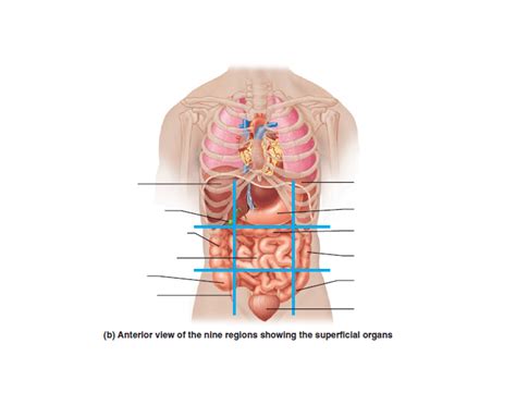 Organs In The Abdominopelvic Regions Diagram Quizlet