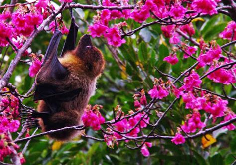 Ryukyu Life: Wildlife Photo (Bat) Ryukyu Flying Fox an Endangered Species