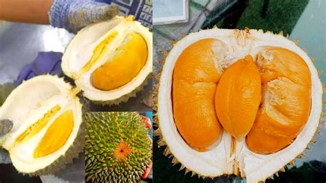 Durian Duri Hitam L Black Thron Durian Durian Ochee Musang King Durian Youtube