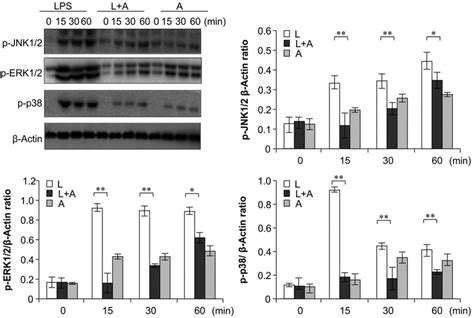 Western Blot Analysis For Inhibition Of MAPK Activation By Humanized