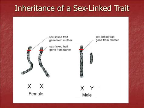 Ppt Notes 21 Sex Linked Inheritance Powerpoint Presentation Free Download Id5655705