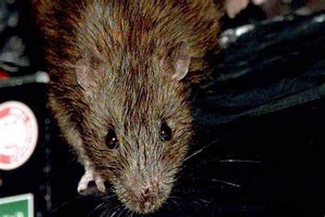 Warning after 'rats disease' deaths | Irish Independent