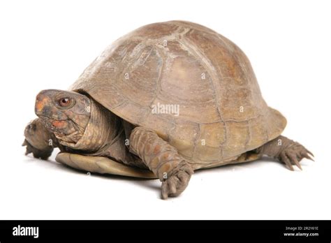 Three Toed Box Turtle Terrapene Carolina Triunguis Adult Female Stock