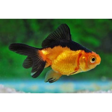 Red And Black Fantail Goldfish Hollywood Fish Farm Online