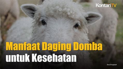 Sudah Dapat Daging Kurban Ini Manfaat Daging Domba Untuk Kesehatan