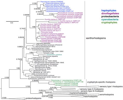 Phylogenetic placement of haptophyte, dinoflagellate, and cryptophyte... | Download Scientific ...